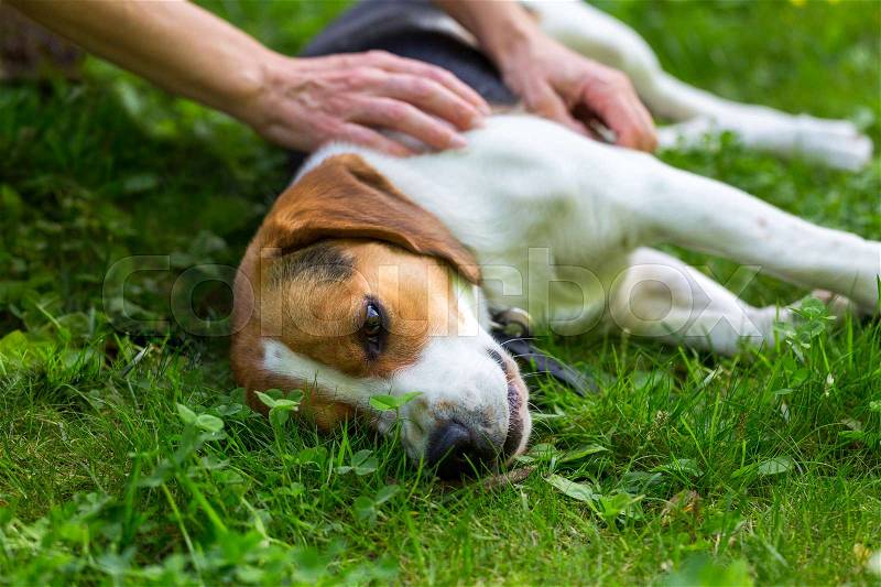 Lying on a fresh green grass dog and woman\'s hands, stock photo
