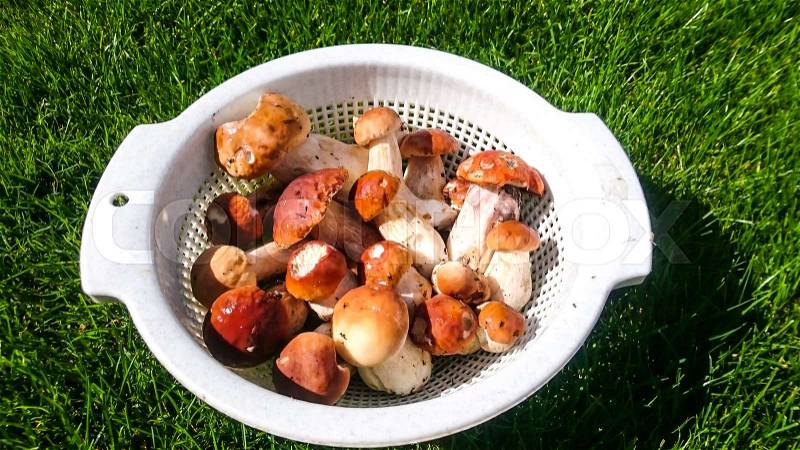 Mushroom Boletus. Nature Element Photo, stock photo