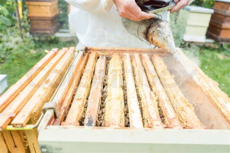 Beekeeper working with smoke on his bees outdoors, stock photo