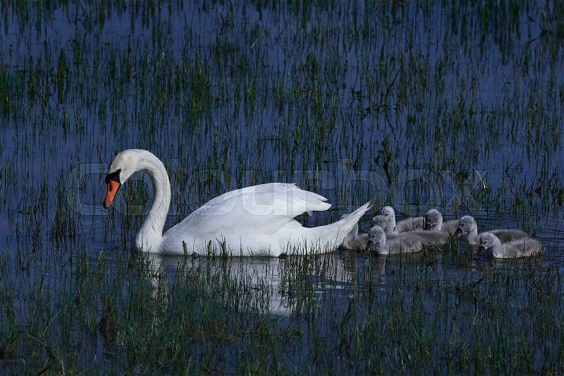 Mute swan swimming with her swanlings in their habitat, stock photo