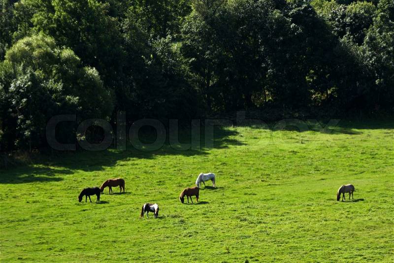 Nature in south Sweden in the province of Skåne, horses on a field, stock photo