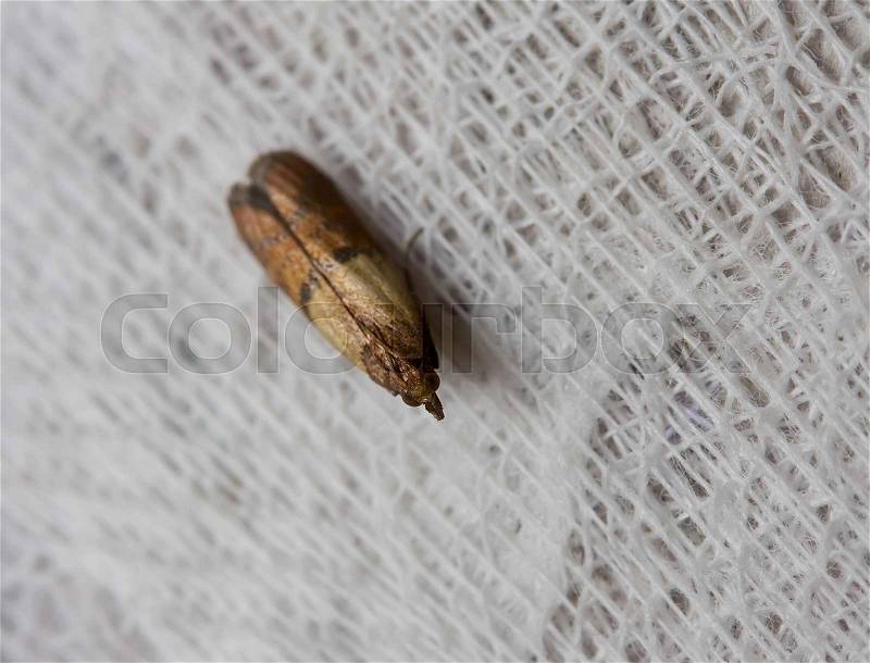 Brown clothes moth sits on fabric closeup, stock photo