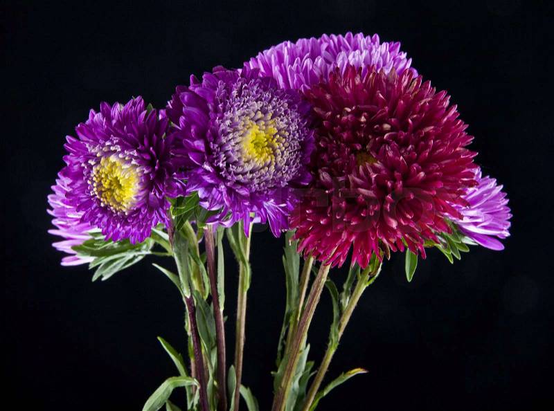 Asters flowers on black background closeup, stock photo