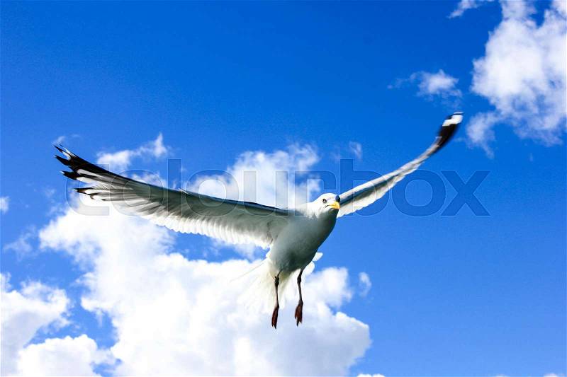 Big sea seagull flying in blue summer sky with white clouds over the lake Baikal. Sunny day soaring bird silhouette, stock photo