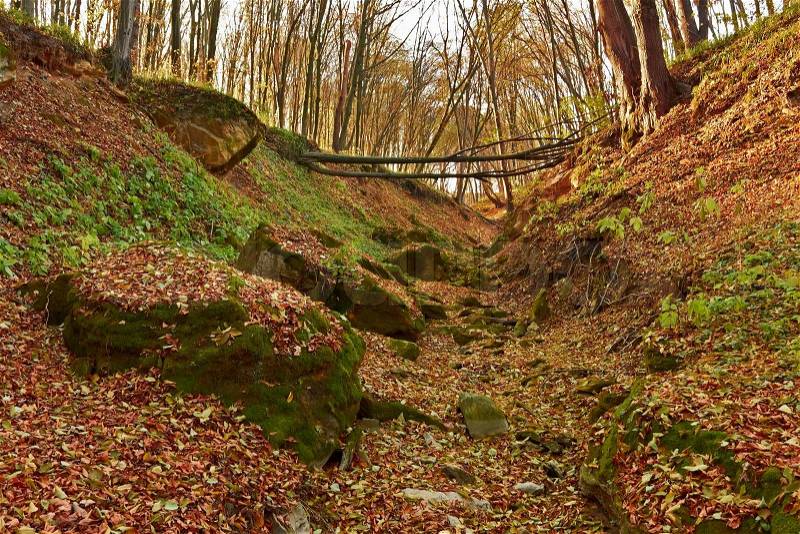 Ravine in the forest Limestones covered with green moss among the fallen leaves Falling tree through the gully, stock photo