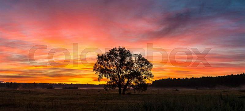 Beautiful sunrise over green field and single tree in a summer morning, stock photo