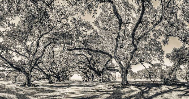 Oak Alley Plantation panoramic view, Louisiana, stock photo