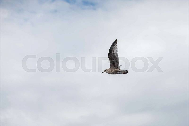 Seagull bird flying up in the sky. outdoor shot in norway. copy space, stock photo