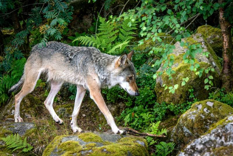 Grey wolf in a nordic forest in the summer walking on rocks, stock photo