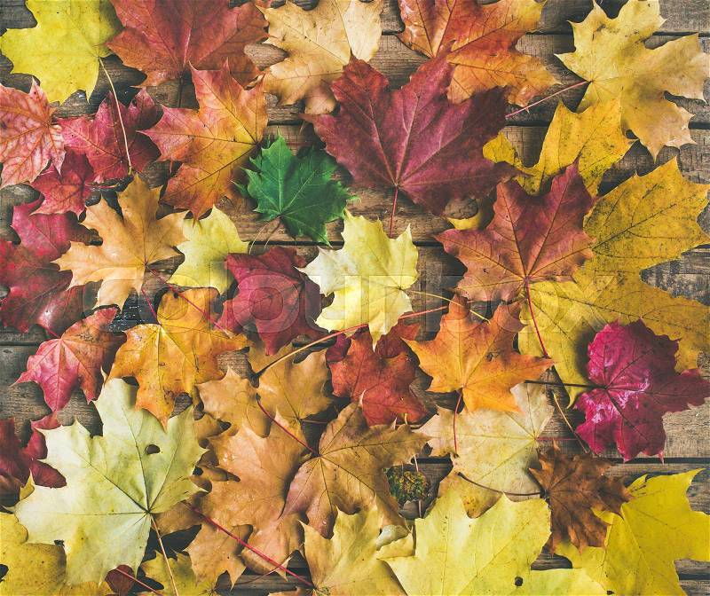 Fall background, texture and pattern. Flat-lay of colorful yellow and red fallen maple leaves over wooden background, top view. Autumn concept, stock photo