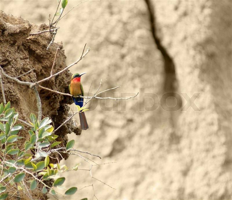 A colorful bird in Uganda Africa named \