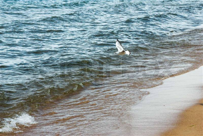 Seagull flying over the lake baikal sea and beach searching for food. Marine landscape with flying gull bird near the stormy sea, stock photo