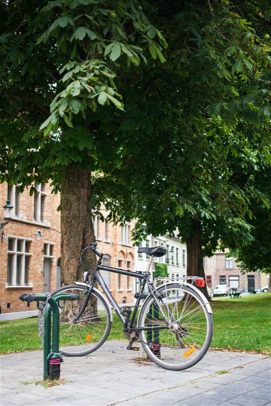 City bicycle park on tree in the street of Bruges city, stock photo