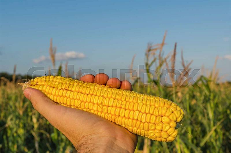 Golden maize in farmers hand over field, stock photo