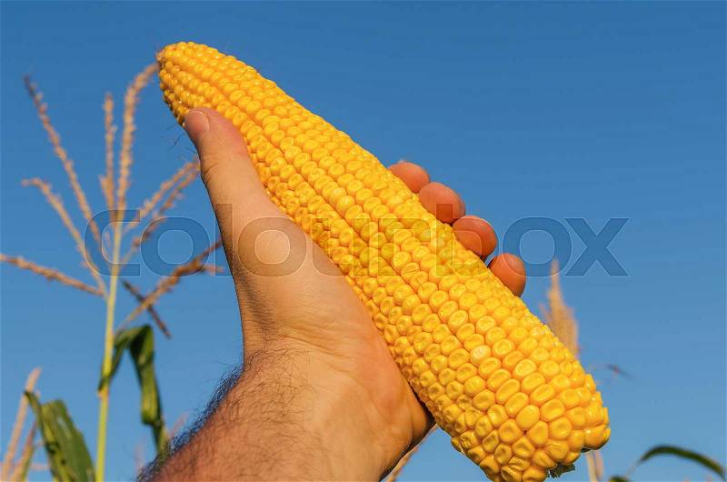 Golden maize in farmers hand over field, stock photo