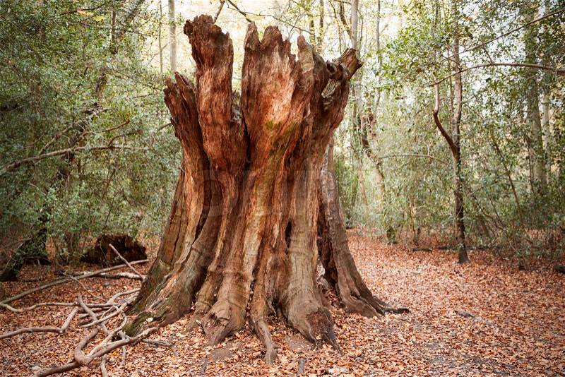 Burnham Beeches, UK - 7 November 2016: Dead Tree Trunk In Woods At Burnham Beeches In Buckinghamshire, stock photo
