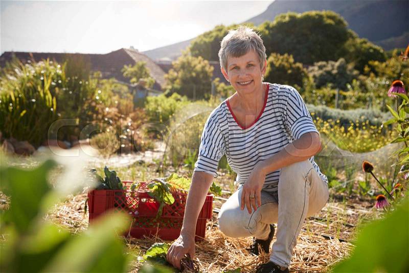 Portrait Of Mature Woman Working On Community Allotment, stock photo