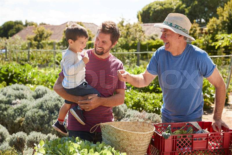 Father With Adult Son And Grandson Working On Allotment, stock photo