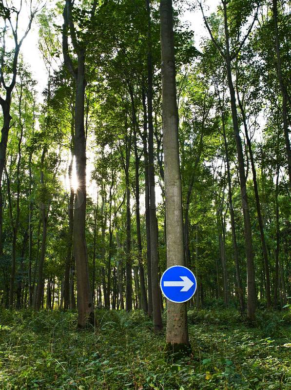 Road sign on tree in the woods, stock photo