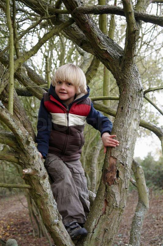Boy climbing tree branches, stock photo