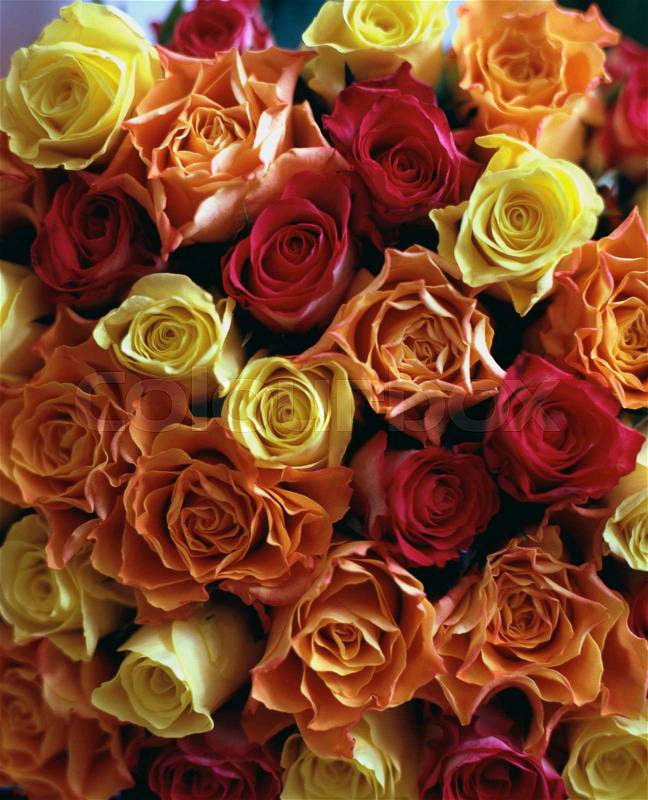 Bunch of fairtrade roses from above, stock photo