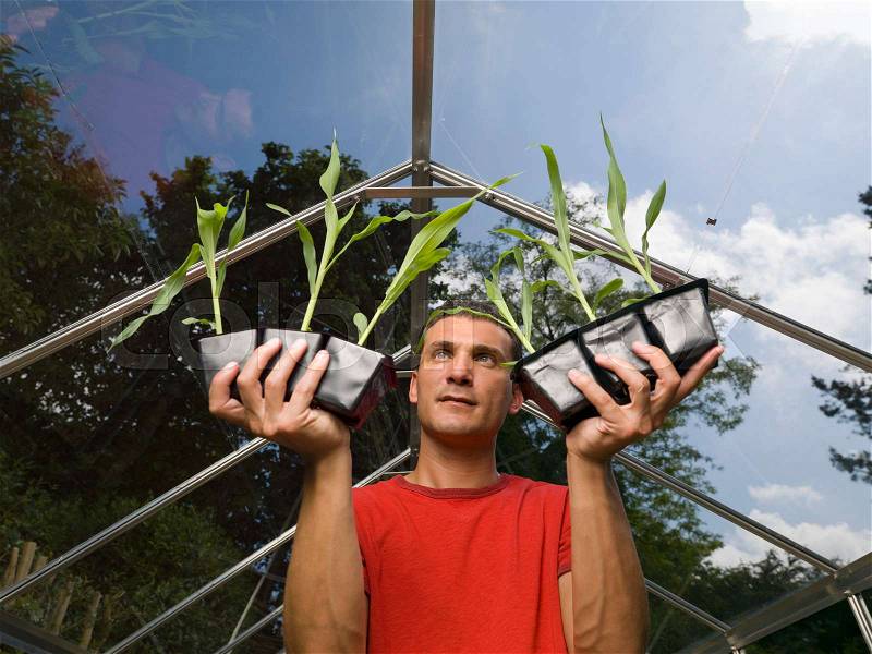 Man in greenhouse holding up plants, stock photo