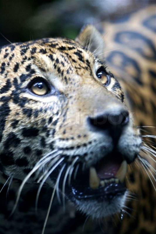 Jaguar, stock photo