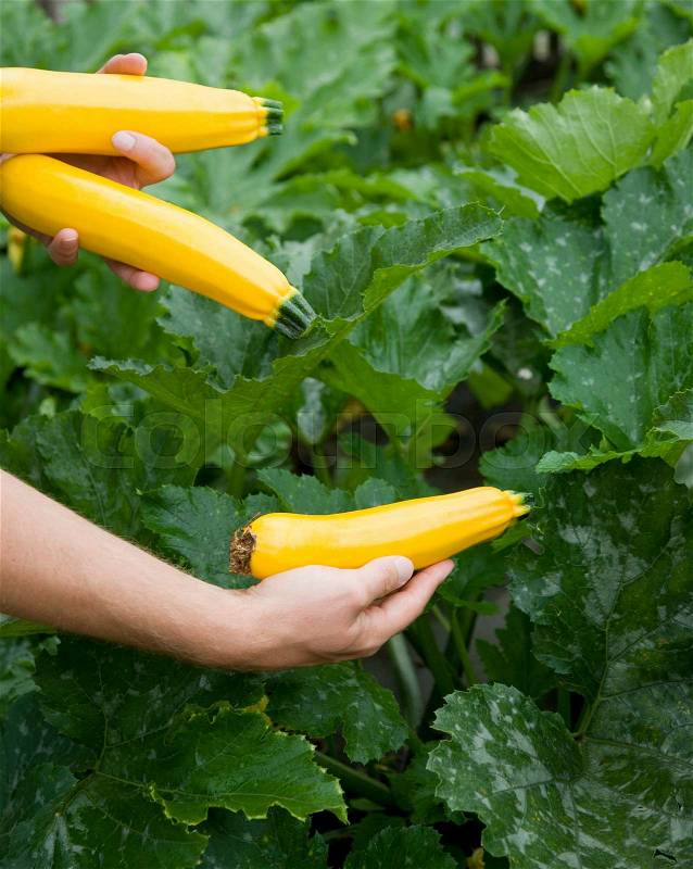 Man harvesting yellow zucchini, stock photo