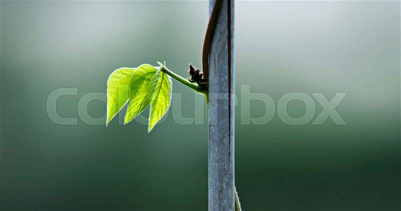 A runner bean leaf on a stem, stock photo