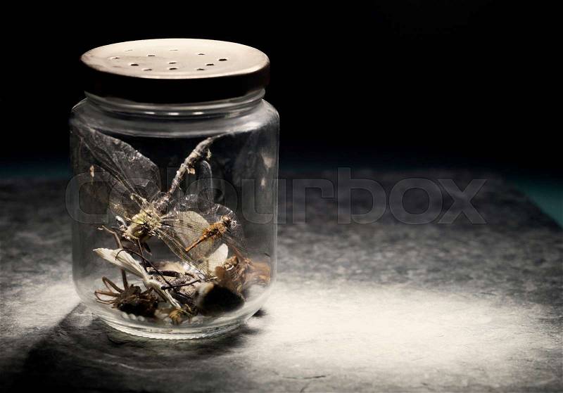 Insects in jar, stock photo