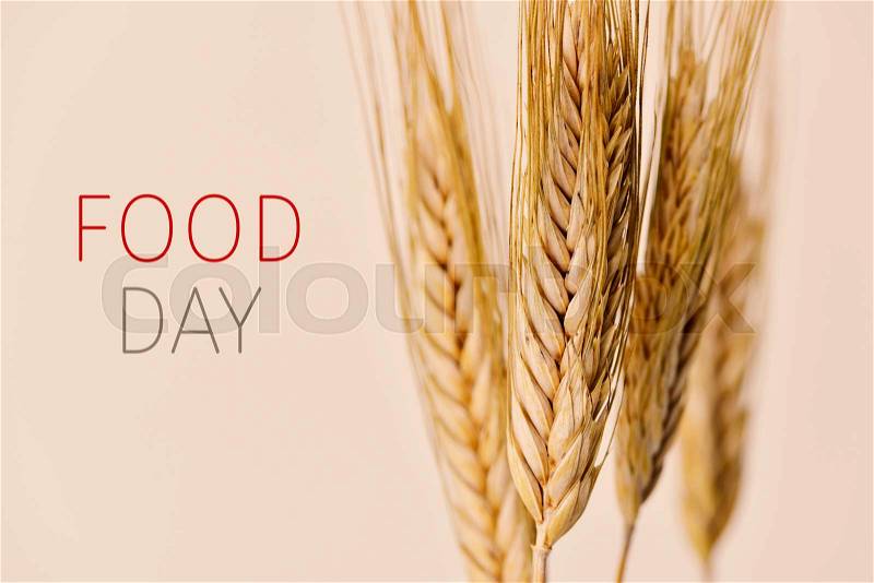 Closeup of some wheat spikes and the text food day against an off-white background, stock photo