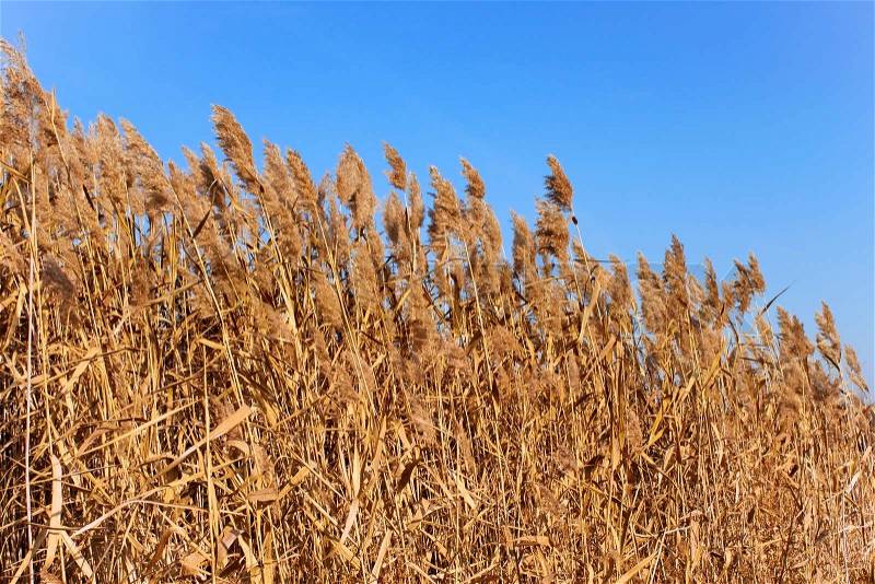 Tops of dried plant cane on the background of blue sky in autumn, stock photo