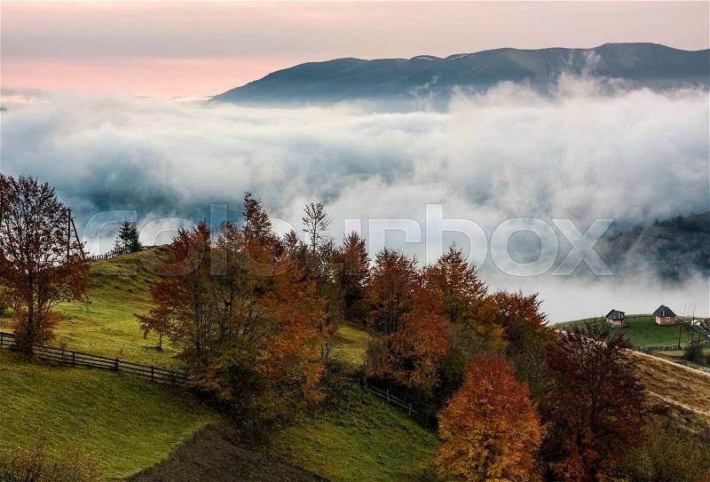 Orchard with red foliage in foggy mountains. gorgeous rural autumn scenery at dawn, stock photo