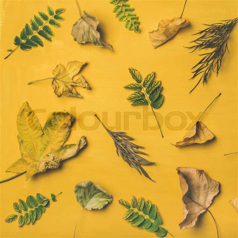 Autumn or Fall pattern, background and texture. Flat-lay of dried yellow and green tree leaves over mustard yellow painted wooden background, top view, stock photo