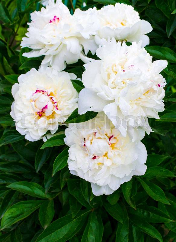 White peonies. Bouquet peony background. Beautiful flowers, peonies, stock photo