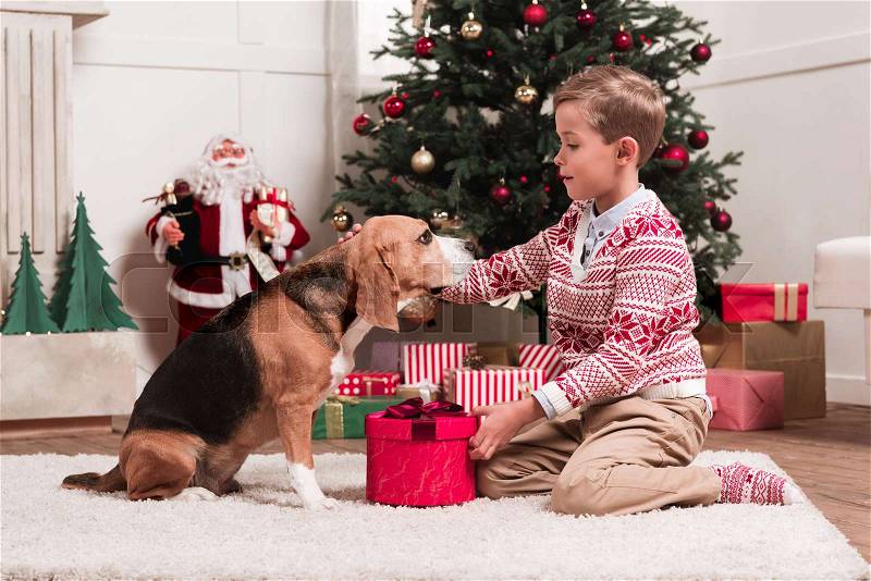 Little boy presenting christmas gift to cute beagle dog, stock photo