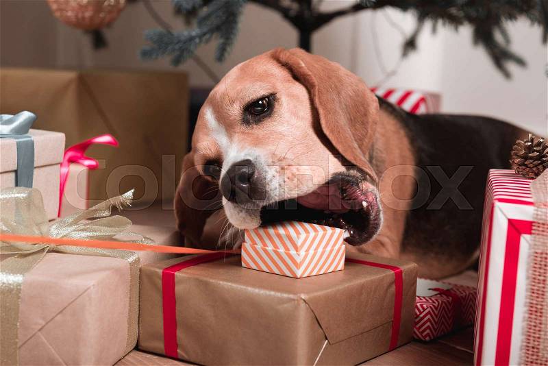 Close-up shot of cute beagle dog trying to eat christmas gifts, stock photo