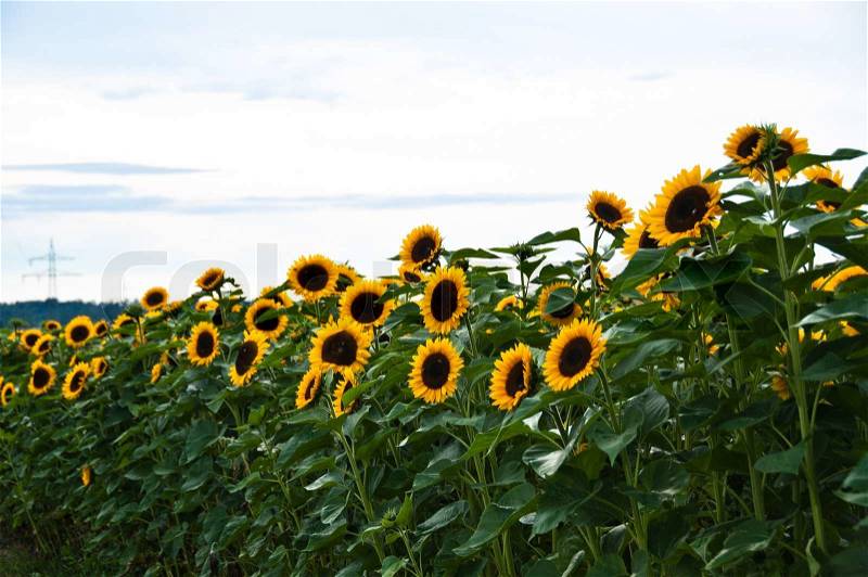 Blossoming sunflower amidst flower field in bright summer sun, stock photo