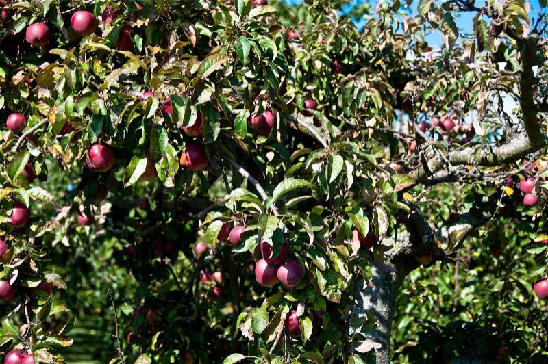 Old apple tree in late summer with rich fruits, stock photo