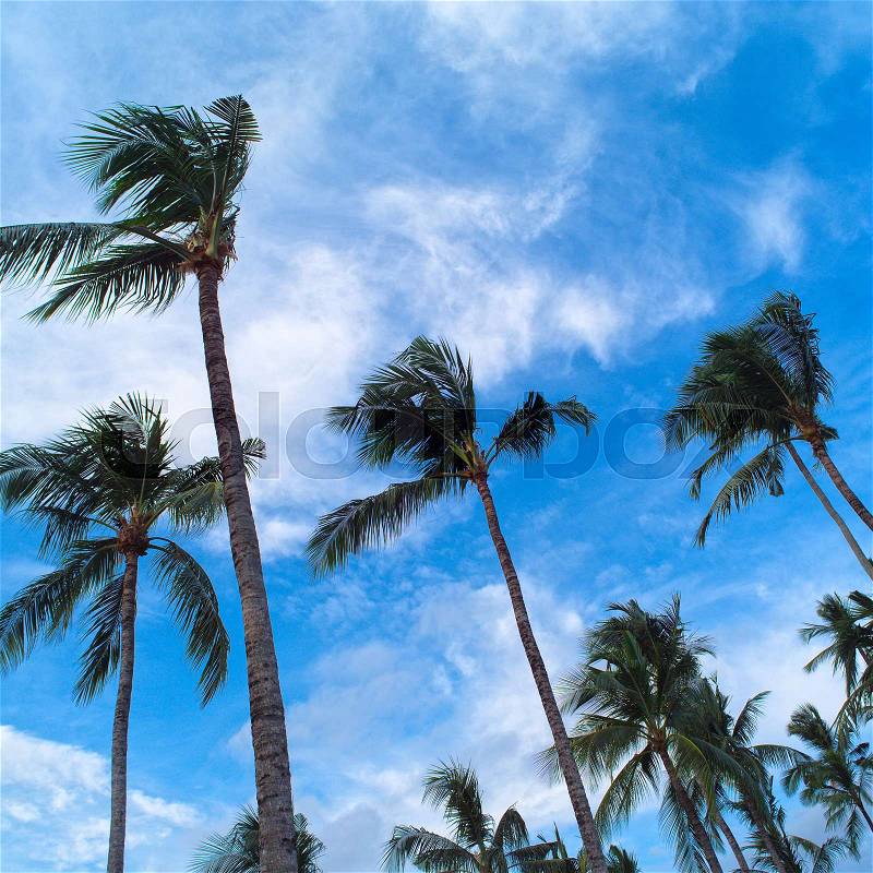 Palm trees on blue sky and white clouds, stock photo