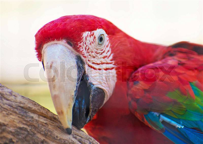 Close-up view of colorful Ara parrot, stock photo