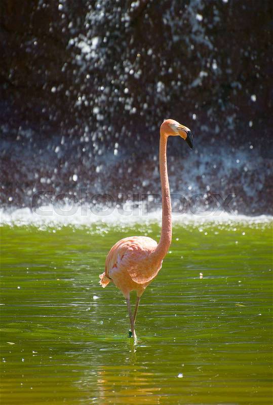 Pink flamingo in the pond. Phoenicopterus ruber, stock photo