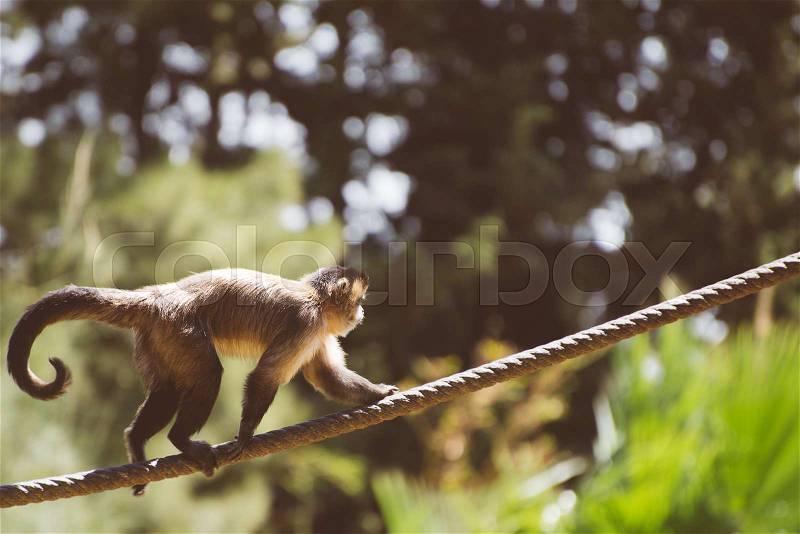 Monkey walking along the rope in national zoo, stock photo