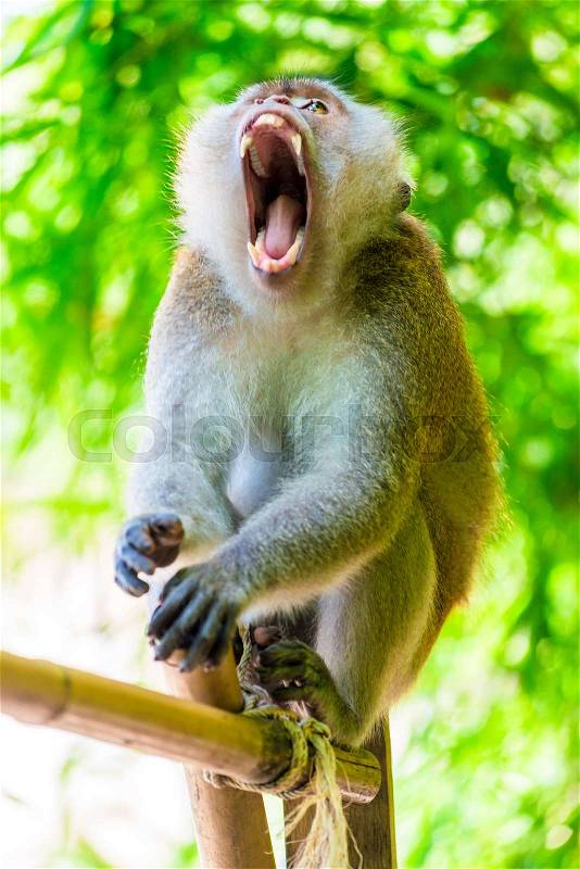 Fluffy monkey in the jungle with open mouth and sharp teeth close-up, stock photo