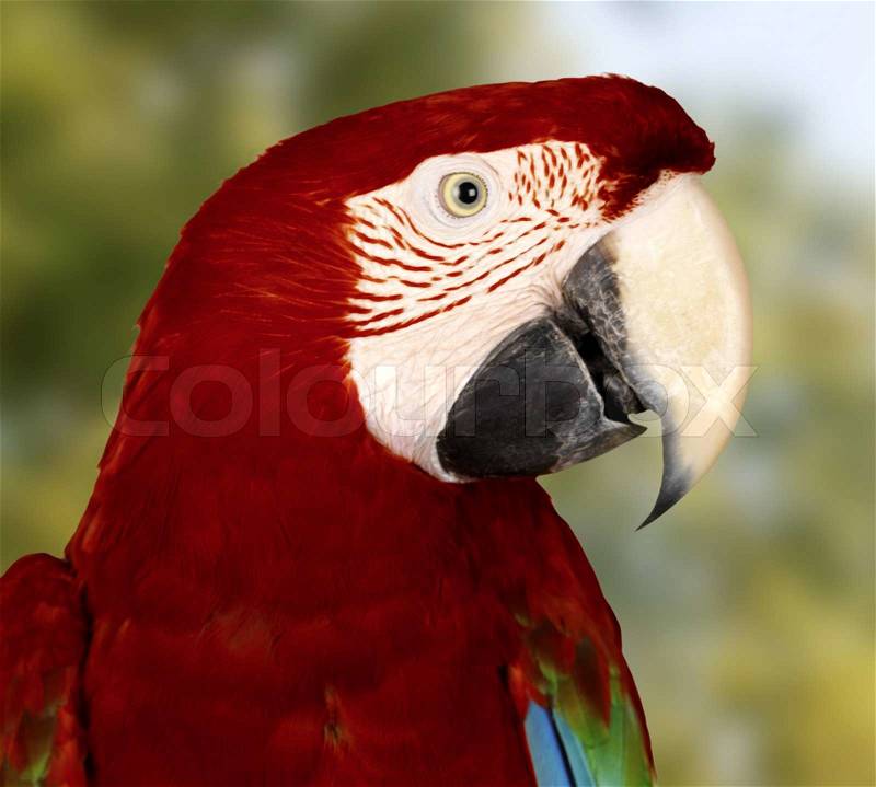Red isolated parrot, stock photo