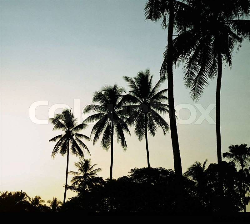 Palm trees sunset golden blue sky backlight in mediterranean, stock photo