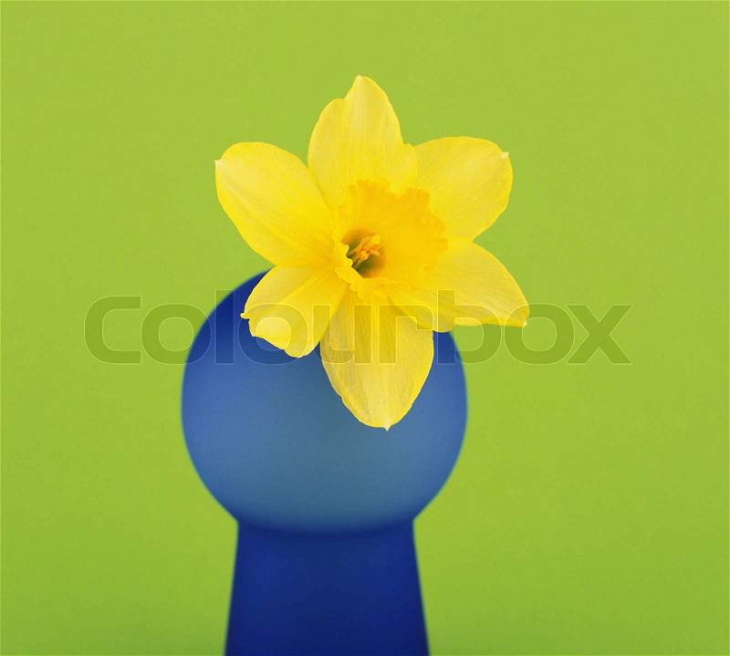 Yellow flower on blue vase on green background, stock photo