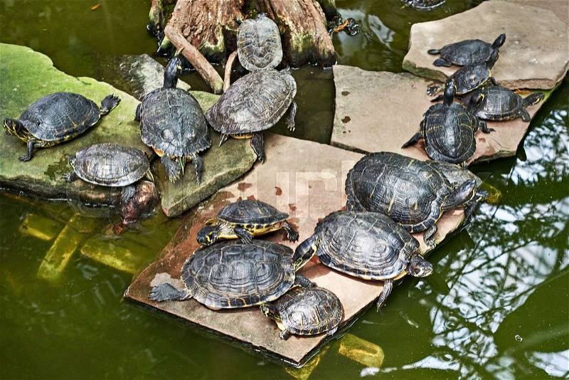 Pond red-eared slider and yellow-bellied slider in pond, stock photo
