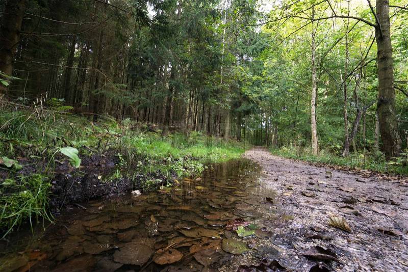 Wet forest path with large puddle in the side seen from low angle in early autumn , stock photo