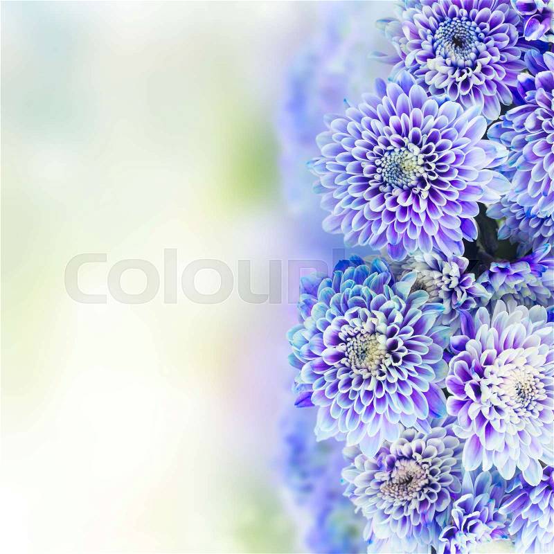 Fresh blue chrysanthemum flowers over garden bokeh background with copy space, stock photo